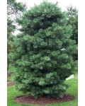 Сосна кедрова корейська | Сосна кедровая корейская | Pinus koraiensis